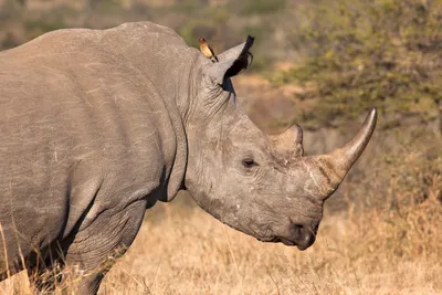 За что ценят рог носорога | Вокруг Света