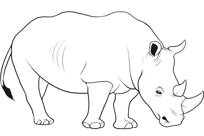 Ученые нашли двух детенышей Яванского носорога. Их осталось всего 74 особи