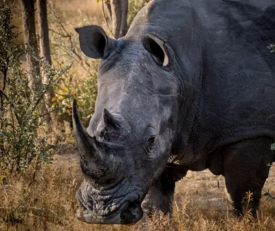 Факты про носорогов | Разные статьи и тесты | Дзен