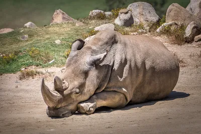 белизна носорога профиля стоковое фото. изображение насчитывающей прогулка  - 17045364