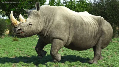 Северный белый носорог: Вселенная прощается с ними. Этот подвид уже вымер,  но его ещё можно увидеть вживую | Книга животных | Дзен