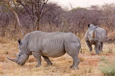 Хищное животное носорог - 70 фото