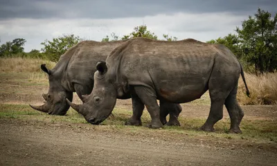 3d Иллюстрация Носорога На Белом — стоковые фотографии и другие картинки  Носорог - Носорог, Бегать, Рогатый - iStock