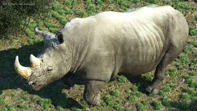 Белые носороги. Photographer Demkina Nadezhda