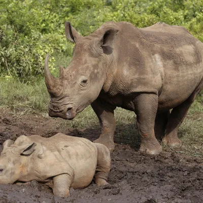 Всемирный день носорога - Праздник