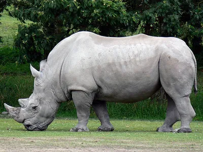 В Кении родился редкий белый носорог | ИА Красная Весна