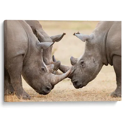В Южной Африке спасли носорога, которому браконьеры полностью вырезали рог  - новости Израиля и мира