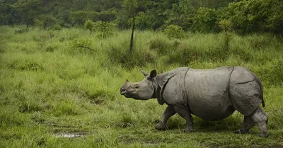 Носороги — живые или мертвые — всегда вожделенный товар