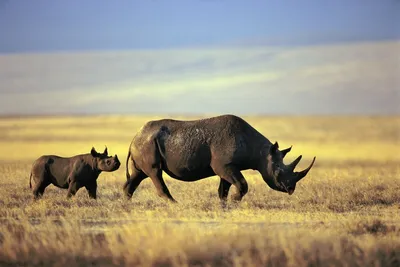 Большая Белая Корова Носорога — стоковые фотографии и другие картинки  Африка - Африка, Без людей, Белый - iStock