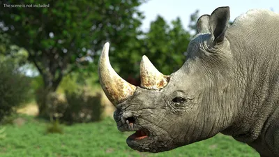 Два носорога на сером поле · Бесплатные стоковые фото