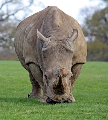 Одна из двух последних самок северных белых носорогов больше не будет иметь  потомков. Вот почему