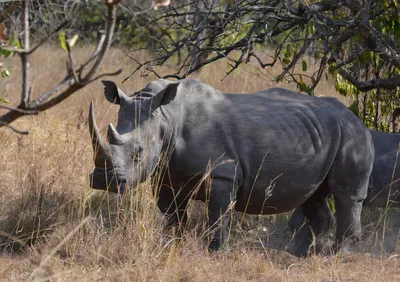 Рог носорога и бивень слона: во Франции осудили торговцев «товаром», ради  которого убивают животных
