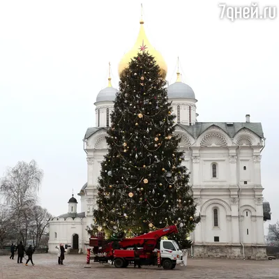 Эксперт КФУ объяснил необходимость утилизации новогодних елок | Медиа  портал - Казанский (Приволжский) Федеральный Университет