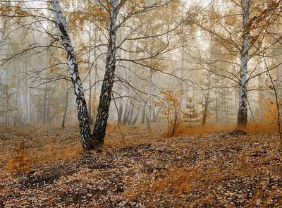 🍁 ОСЕНЬ. Лексическая тема \"ОСЕНЬ\". Признаки осени для детей. Развивающее  видео. - YouTube