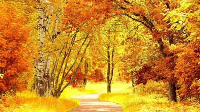 Картина Золотая осень ᐉ Гридасова Анна ᐉ онлайн-галерея Molbert.