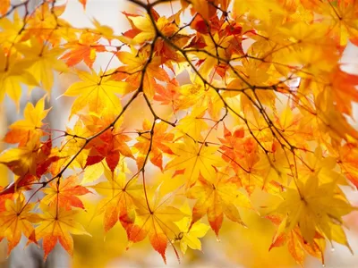 Золотая осень | Пикабу