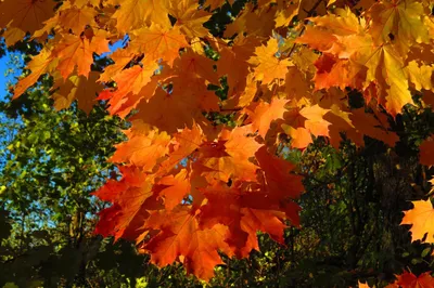 Осень, золотая осень, лес, парк, …» — создано в Шедевруме