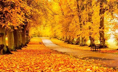 Золотая осень :: Нина северянка – Социальная сеть ФотоКто