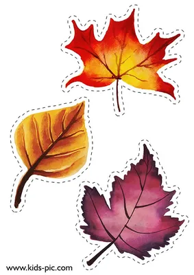 Картинки осенних листьев для вырезания фотографии