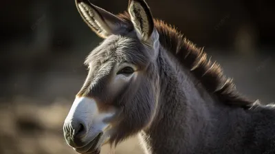 Домашний осел (Equus asinus dom) — Зоопарк «Лимпопо» г. Нижний Новгород –  Нижегородский зоопарк