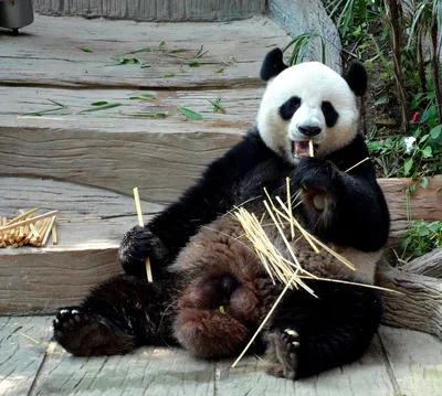 Почему содержание панды стоит больше миллиона долларов в год? | Реальные  путешествия | Дзен