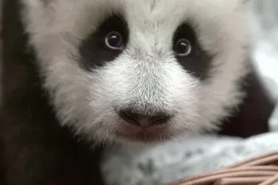 Новорожденная панда из Москвы принадлежит КНР: подробности | 360°