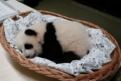 Москвичи выберут имя детенышу панды из столичного зоопарка — Сноб