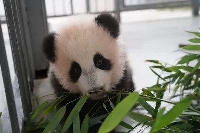Жители Москвы выберут имя для маленькой панды в столичном зоопарке