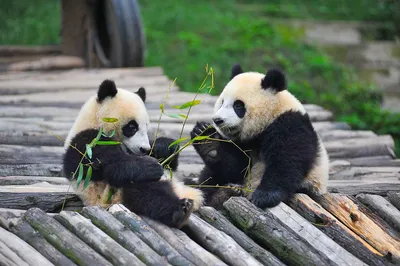 Торты из бамбука и новые игрушки: как панды Московского зоопарка отметят  свой день рождения / Новости города / Сайт Москвы