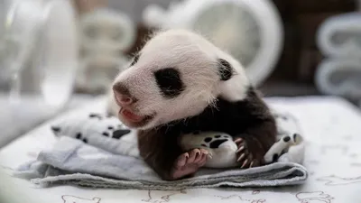 Новорожденную панду в Московском зоопарке предложили назвать Катюшей - KP.RU