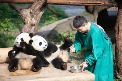 Последние три панды из зоопарка в Вашингтоне улетели в Китай: с ними слезно  прощались сотрудники и гости - ForumDaily