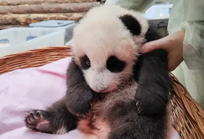 История охраны большой панды в Китае