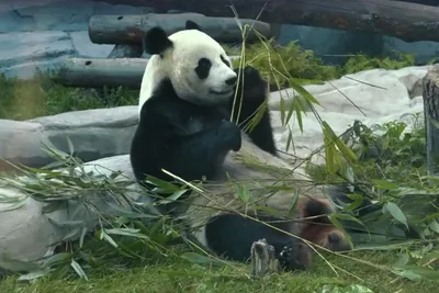 Впервые в России в Московском зоопарке родился детеныш большой панды |  Природа | Общество | Аргументы и Факты