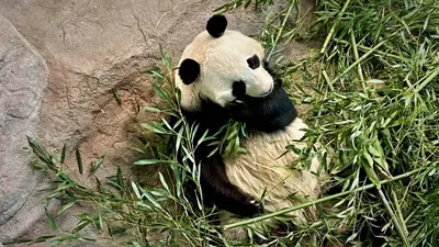Поведение отца-панды в Московском зоопарке развеселило пользователей сети -  Мослента