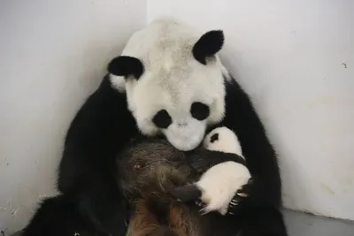 Панды остаются в зоопарке Яхтяри | Yle Novosti | Yle