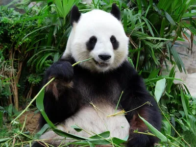 Детеныш панды в Московском зоопарке открыл глаза — Сноб
