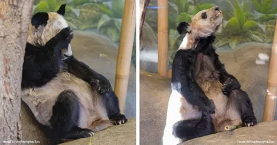 Китайские большие панды перестали считаться вымирающим видом ⋆ НИА  \"Экология\" ⋆