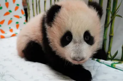 Детеныш большой панды впервые в России родился в зоопарке в Москве, видео -  30 августа 2023 - Фонтанка.Ру