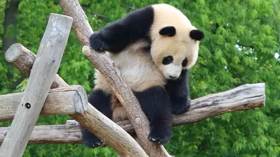 Китайские интернет-пользователи обеспокоены здоровьем панды в американском  зоопарке. Они требуют вернуть животное домой