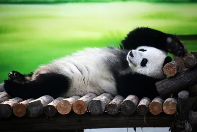 Вес, размеры, рост панды большой и малой (красной) - Животное панда:  энциклопедия, все про панду!