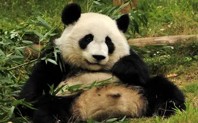 Почему все панды принадлежат Китаю