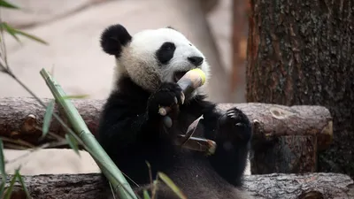 Панды не размножаются, когда у них все хорошо – Владикавказ