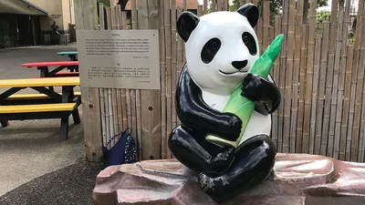 Панды сидят на бамбуковой диете. Почему тогда они толстые?