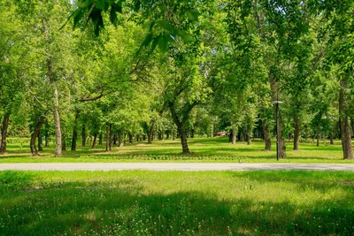 Барнаул современный: Парк «Изумрудный» БАРНАУЛ :: Официальный сайт города