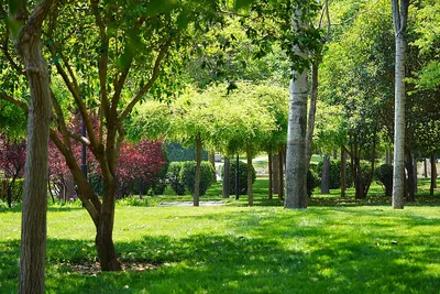 планшет парка, парк, растение, деревья фон картинки и Фото для бесплатной  загрузки