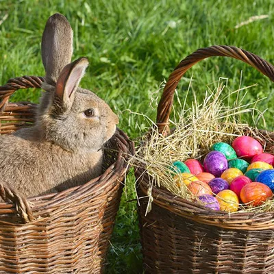 Катание яиц и милые кролики: пасхальные традиции в Англии - Английский по  скайпу в школе Lango