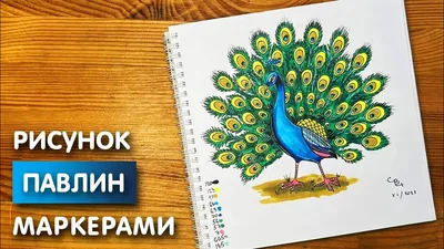 павлин :: птицы / прикольные картинки, мемы, смешные комиксы, гифки -  интересные посты на JoyReactor