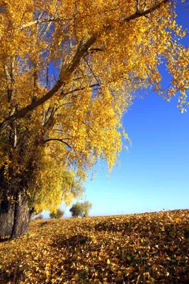 Осенний пейзаж 450*550 мм холст/масло. Авторская живопись от  Арт-предприятия Антураж