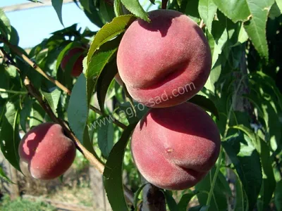 ПЕРСИК РЕД ХЕВЕН: купить саженцы персика ред хевен почтой | PLOD.UA