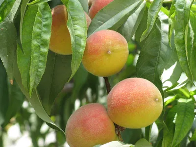 Выращиваем персик правильно! | GreenMarket